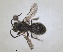  (Rhophitoides epiroticus - RMNH.INS.1662673)  @11 [ ] by-nc-sa (2024) Unspecified Naturalis Biodiversity Centre