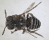 ( - RMNH.INS.1662720)  @11 [ ] by-nc-sa (2024) Unspecified Naturalis Biodiversity Centre