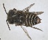  ( - RMNH.INS.1662721)  @11 [ ] by-nc-sa (2024) Unspecified Naturalis Biodiversity Centre