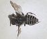  ( - RMNH.INS.1662722)  @11 [ ] by-nc-sa (2024) Unspecified Naturalis Biodiversity Centre