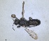  ( - RMNH.INS.1662723)  @11 [ ] by-nc-sa (2024) Unspecified Naturalis Biodiversity Centre
