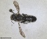  ( - RMNH.INS.1662724)  @11 [ ] by-nc-sa (2024) Unspecified Naturalis Biodiversity Centre