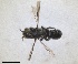  ( - RMNH.INS.1662725)  @11 [ ] by-nc-sa (2024) Unspecified Naturalis Biodiversity Centre