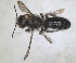  ( - RMNH.INS.1662726)  @11 [ ] by-nc-sa (2024) Unspecified Naturalis Biodiversity Centre