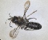  ( - RMNH.INS.1662727)  @11 [ ] by-nc-sa (2024) Unspecified Naturalis Biodiversity Centre