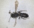  ( - RMNH.INS.1662728)  @11 [ ] by-nc-sa (2024) Unspecified Naturalis Biodiversity Centre