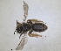  ( - RMNH.INS.1662776)  @11 [ ] by-nc-sa (2024) Unspecified Naturalis Biodiversity Centre