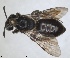  ( - RMNH.INS.1662801)  @11 [ ] by-nc-sa (2024) Unspecified Naturalis Biodiversity Centre
