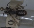  ( - RMNH.INS.1662802)  @11 [ ] by-nc-sa (2024) Unspecified Naturalis Biodiversity Centre