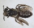  ( - RMNH.INS.1662803)  @11 [ ] by-nc-sa (2024) Unspecified Naturalis Biodiversity Centre