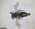  ( - RMNH.INS.1662808)  @11 [ ] by-nc-sa (2024) Unspecified Naturalis Biodiversity Centre