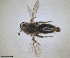  ( - RMNH.INS.1662809)  @11 [ ] by-nc-sa (2024) Unspecified Naturalis Biodiversity Centre