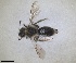  ( - RMNH.INS.1662810)  @11 [ ] by-nc-sa (2024) Unspecified Naturalis Biodiversity Centre