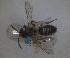  ( - RMNH.INS.1662835)  @11 [ ] by-nc-sa (2024) Unspecified Naturalis Biodiversity Centre