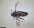  ( - RMNH.INS.1662836)  @11 [ ] by-nc-sa (2024) Unspecified Naturalis Biodiversity Centre