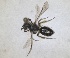  ( - RMNH.INS.1662871)  @11 [ ] by-nc-sa (2024) Unspecified Naturalis Biodiversity Centre