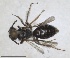  ( - RMNH.INS.1662873)  @11 [ ] by-nc-sa (2024) Unspecified Naturalis Biodiversity Centre