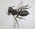  ( - RMNH.INS.1662880)  @11 [ ] by-nc-sa (2024) Unspecified Naturalis Biodiversity Centre