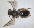  ( - RMNH.INS.1662889)  @11 [ ] by-nc-sa (2024) Unspecified Naturalis Biodiversity Centre