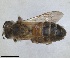  ( - RMNH.INS.1662905)  @11 [ ] by-nc-sa (2024) Unspecified Naturalis Biodiversity Centre