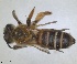  ( - RMNH.INS.1662907)  @11 [ ] by-nc-sa (2024) Unspecified Naturalis Biodiversity Centre