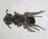  ( - RMNH.INS.1662920)  @11 [ ] by-nc-sa (2024) Unspecified Naturalis Biodiversity Centre