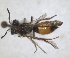  ( - RMNH.INS.1662938)  @11 [ ] by-nc-sa (2024) Unspecified Naturalis Biodiversity Centre
