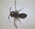 ( - RMNH.INS.1662949)  @11 [ ] by-nc-sa (2024) Unspecified Naturalis Biodiversity Centre