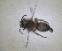  ( - RMNH.INS.1662950)  @11 [ ] by-nc-sa (2024) Unspecified Naturalis Biodiversity Centre