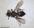  ( - RMNH.INS.1662962)  @11 [ ] by-nc-sa (2024) Unspecified Naturalis Biodiversity Centre