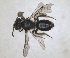  ( - RMNH.INS.1662963)  @11 [ ] by-nc-sa (2024) Unspecified Naturalis Biodiversity Centre
