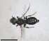  ( - RMNH.INS.1662968)  @11 [ ] by-nc-sa (2024) Unspecified Naturalis Biodiversity Centre