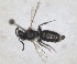  ( - RMNH.INS.1662969)  @11 [ ] by-nc-sa (2024) Unspecified Naturalis Biodiversity Centre
