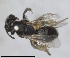  ( - RMNH.INS.1662970)  @11 [ ] by-nc-sa (2024) Unspecified Naturalis Biodiversity Centre