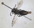  ( - RMNH.INS.1662989)  @11 [ ] by-nc-sa (2024) Unspecified Naturalis Biodiversity Centre