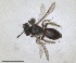  ( - RMNH.INS.1662990)  @11 [ ] by-nc-sa (2024) Unspecified Naturalis Biodiversity Centre