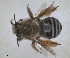  ( - RMNH.INS.1663017)  @11 [ ] by-nc-sa (2024) Unspecified Naturalis Biodiversity Centre