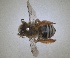  ( - RMNH.INS.1663019)  @11 [ ] by-nc-sa (2024) Unspecified Naturalis Biodiversity Centre