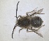  ( - RMNH.INS.1663020)  @11 [ ] by-nc-sa (2024) Unspecified Naturalis Biodiversity Centre
