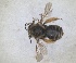 ( - RMNH.INS.1663021)  @11 [ ] by-nc-sa (2024) Unspecified Naturalis Biodiversity Centre