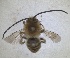  ( - RMNH.INS.1663029)  @11 [ ] by-nc-sa (2024) Unspecified Naturalis Biodiversity Centre