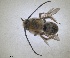  ( - RMNH.INS.1663030)  @11 [ ] by-nc-sa (2024) Unspecified Naturalis Biodiversity Centre