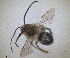  ( - RMNH.INS.1663031)  @11 [ ] by-nc-sa (2024) Unspecified Naturalis Biodiversity Centre
