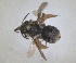  ( - RMNH.INS.1663035)  @11 [ ] by-nc-sa (2024) Unspecified Naturalis Biodiversity Centre