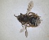  (Eucera obliterata - RMNH.INS.1663036)  @11 [ ] by-nc-sa (2024) Unspecified Naturalis Biodiversity Centre