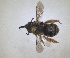  ( - RMNH.INS.1663037)  @11 [ ] by-nc-sa (2024) Unspecified Naturalis Biodiversity Centre