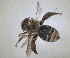  ( - RMNH.INS.1663051)  @11 [ ] by-nc-sa (2024) Unspecified Naturalis Biodiversity Centre