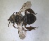  ( - RMNH.INS.1663052)  @11 [ ] by-nc-sa (2024) Unspecified Naturalis Biodiversity Centre