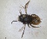  (Osmia ariadne - RMNH.INS.1663054)  @11 [ ] by-nc-sa (2024) Unspecified Naturalis Biodiversity Centre