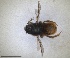  ( - RMNH.INS.1663055)  @11 [ ] by-nc-sa (2024) Unspecified Naturalis Biodiversity Centre